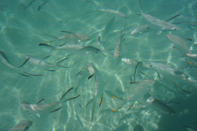 photo 1273519
