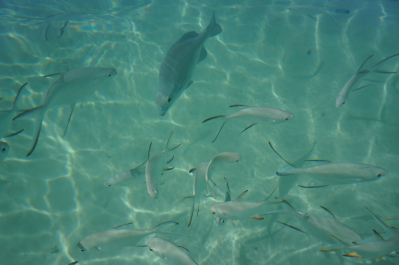 photo 1273521