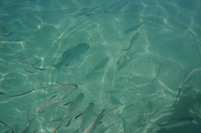 photo 1273522