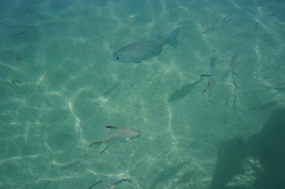 photo 1273523