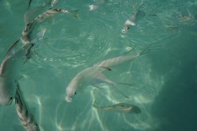 photo 1273524