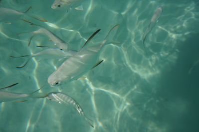 photo 1273525