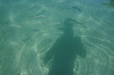 photo 1273528