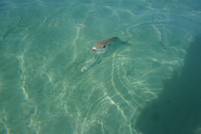 photo 1273529