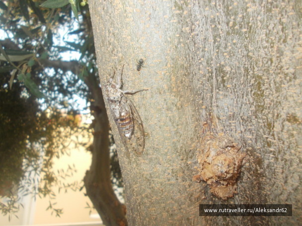 photo 129094
