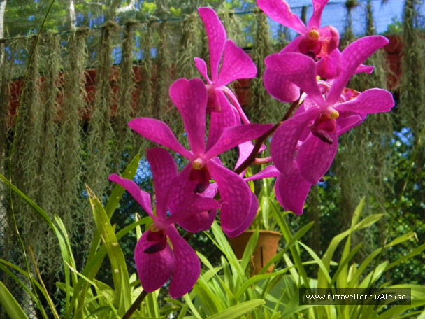 photo 294871