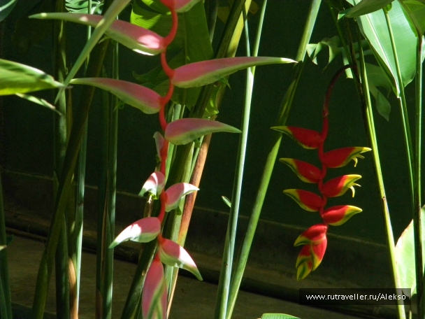 photo 294873