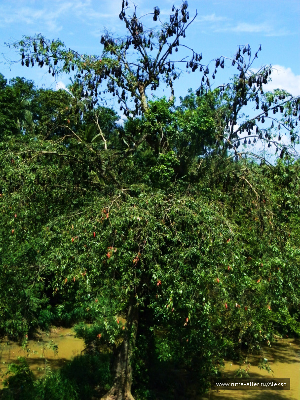 photo 294875
