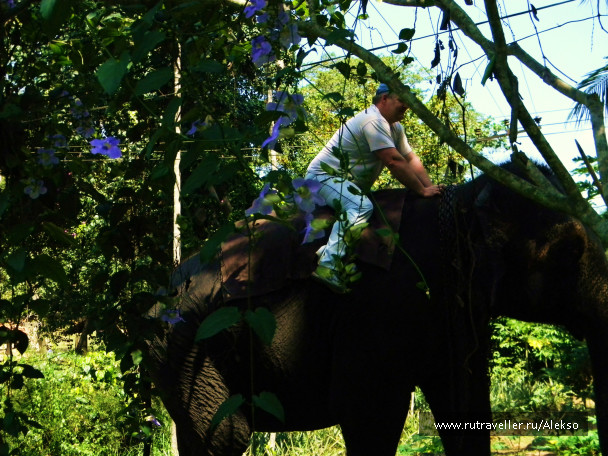 photo 294878