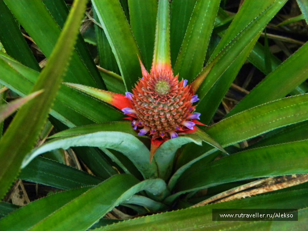 photo 294881