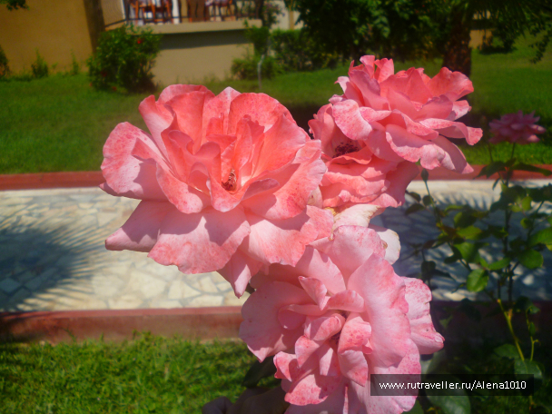 photo 655618