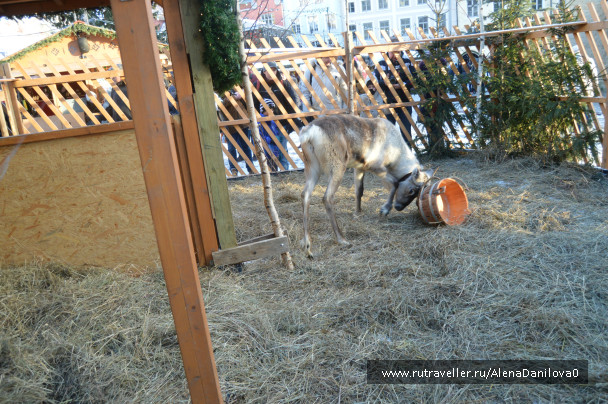 photo 999468