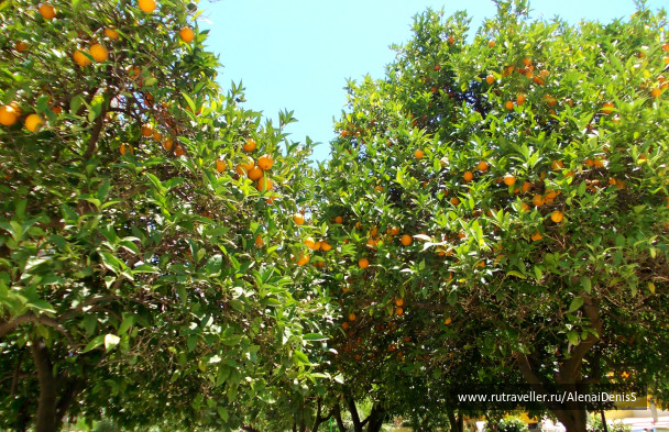 photo 413475