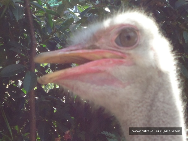 photo 212759