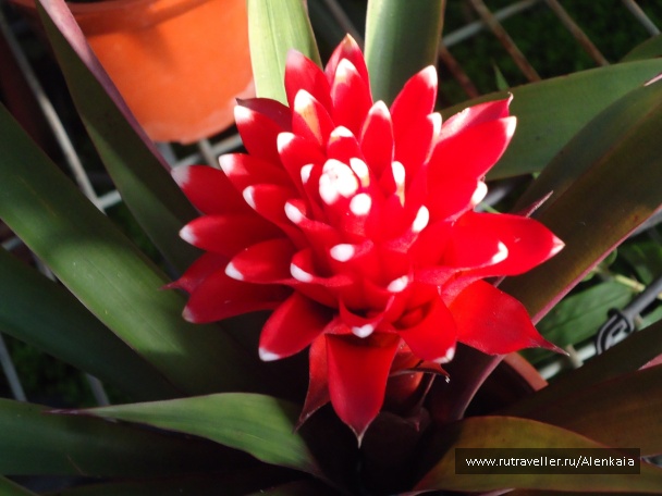 photo 212778