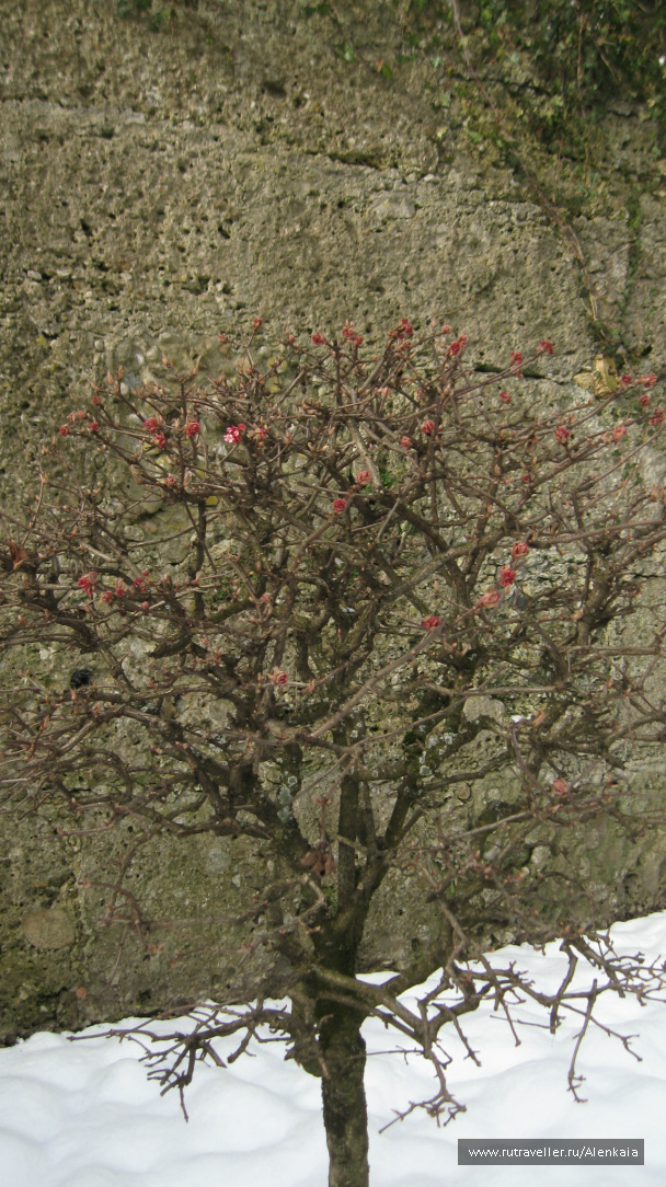 photo 289662