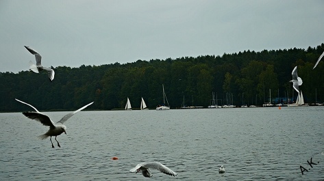 photo 541675
