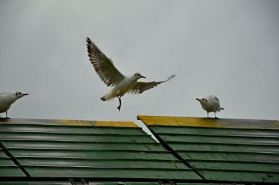 photo 549096