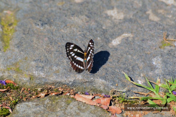 photo 861917