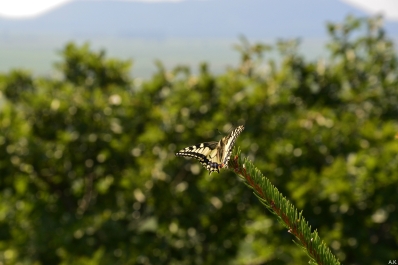 photo 861920