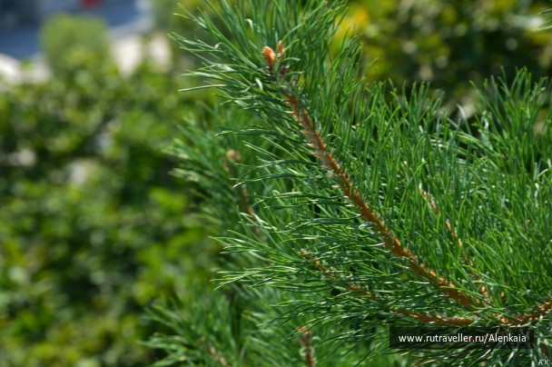 photo 861922