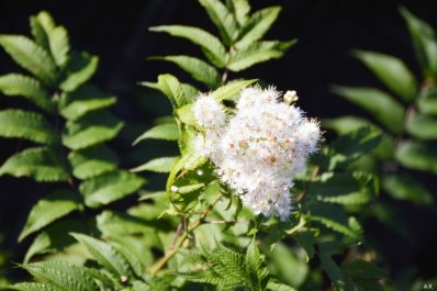 photo 840028