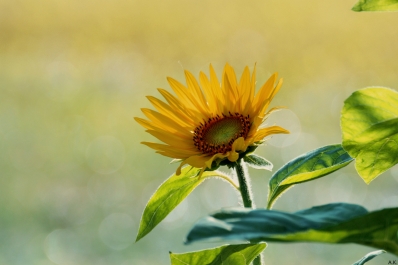 photo 840078