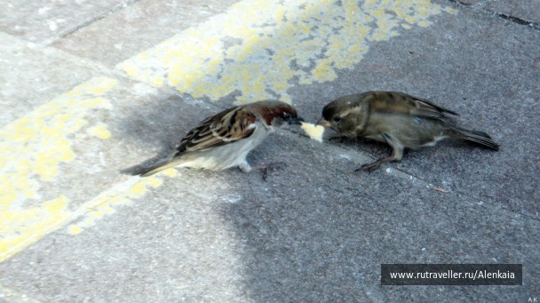 photo 928068
