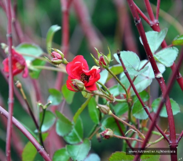 photo 976157