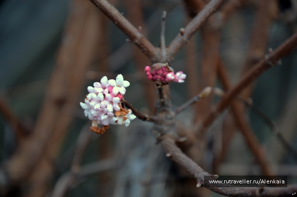 photo 976160