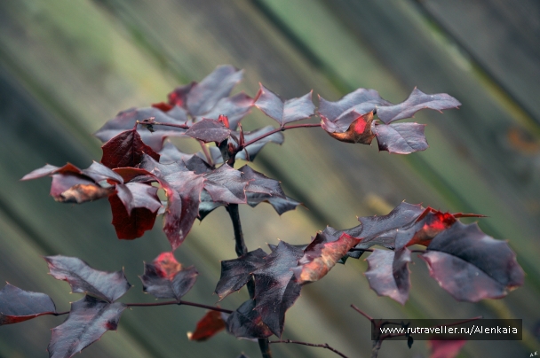 photo 977139