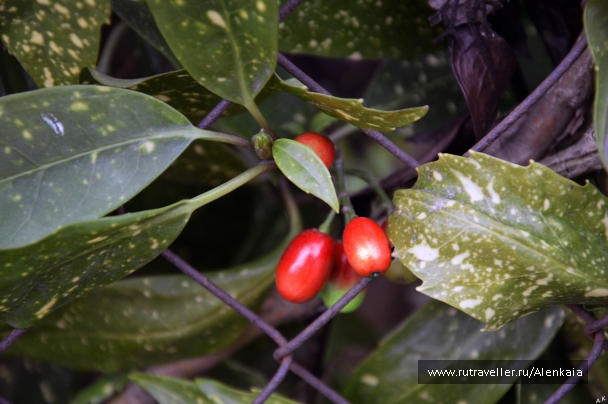 photo 978454