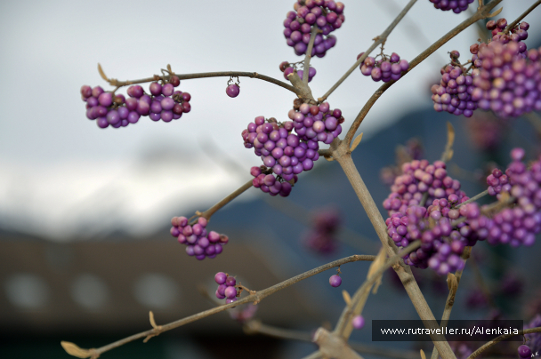 photo 980342