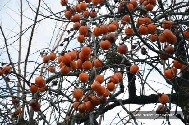 photo 1067423
