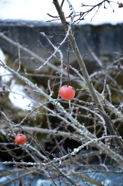 photo 995665