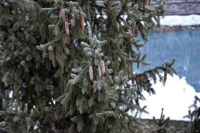 photo 970830
