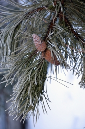 photo 970831