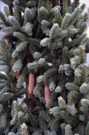 photo 970832