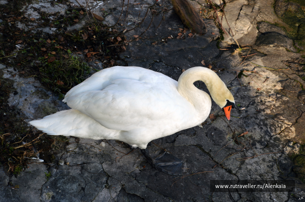 photo 1106758