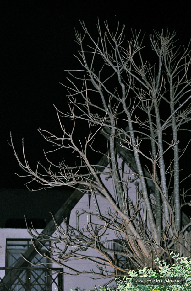 photo 1414519