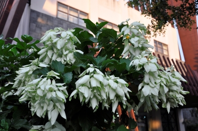 photo 1414526