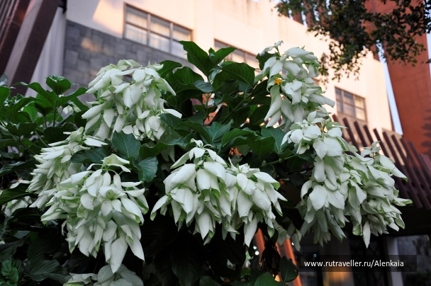 photo 1414526