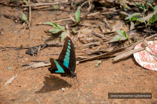 photo 1566176