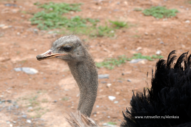 photo 1594743