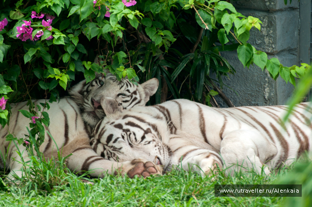 photo 1594747