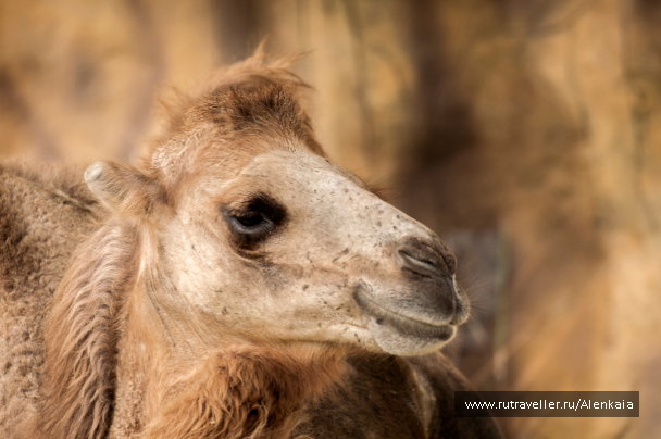 photo 1594749