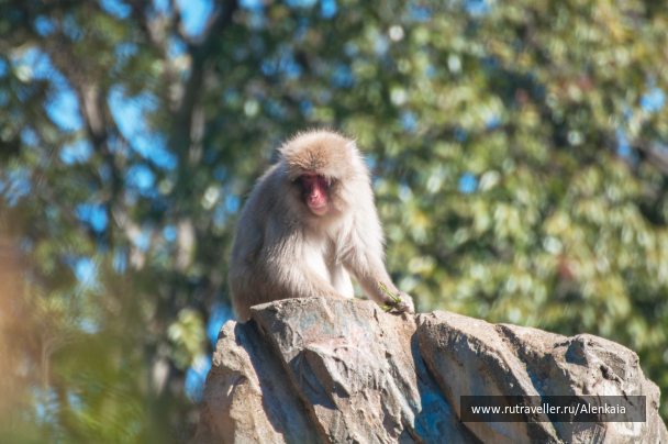 photo 1728776