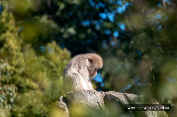 photo 1728777
