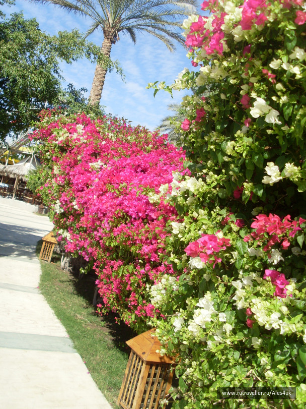 photo 233292