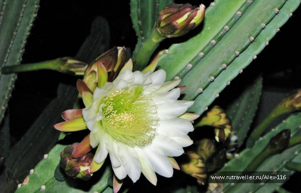 photo 845216